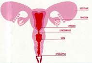 uterus