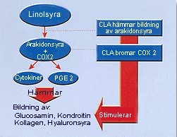 cla_6