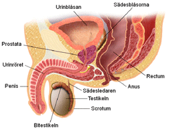 Genital tract