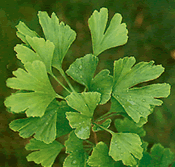 Ginkgo-blad