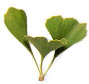 Ginkgo-blad